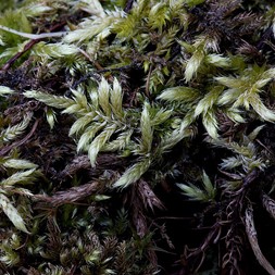 Brachythecium salebrosum (golden foxtail moss)
